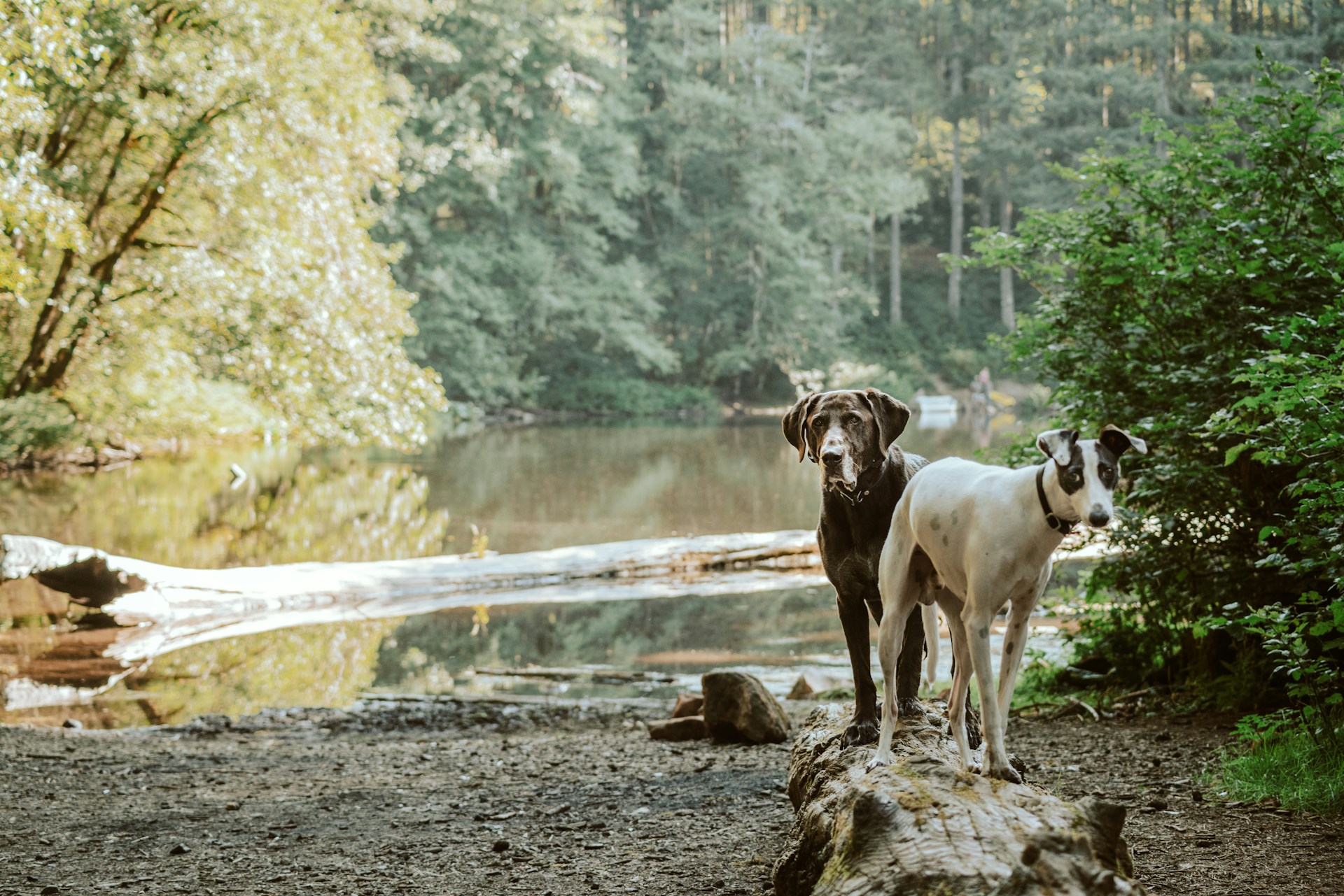 Huisje huren Ardennen met hond